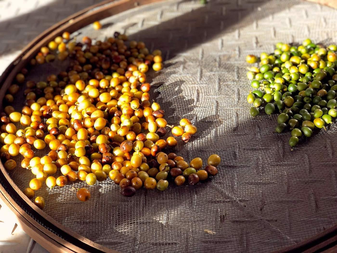 Představujeme: Fortaleza Yellow Bourbon - La Boheme Cafe - Pražírna výběrové kávy