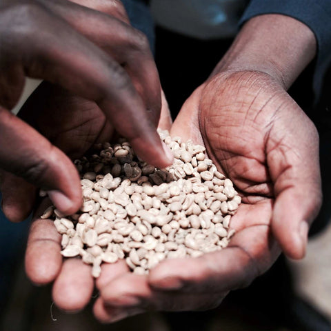 Kenya Kegwa AA