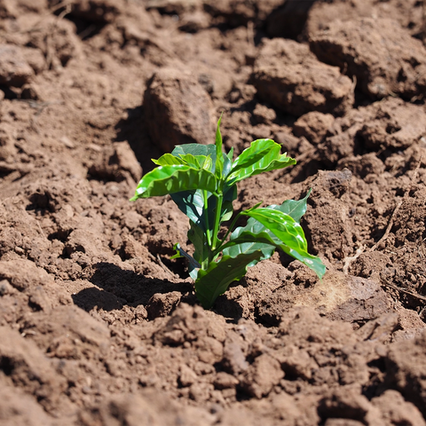 BIO Good Earth - espresso směs