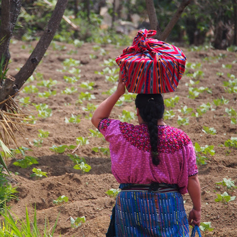 Guatemala Tehuya